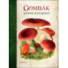 Képes határozó: Gombák